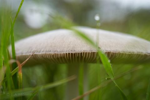 paddestoelen bij Oostkapelle